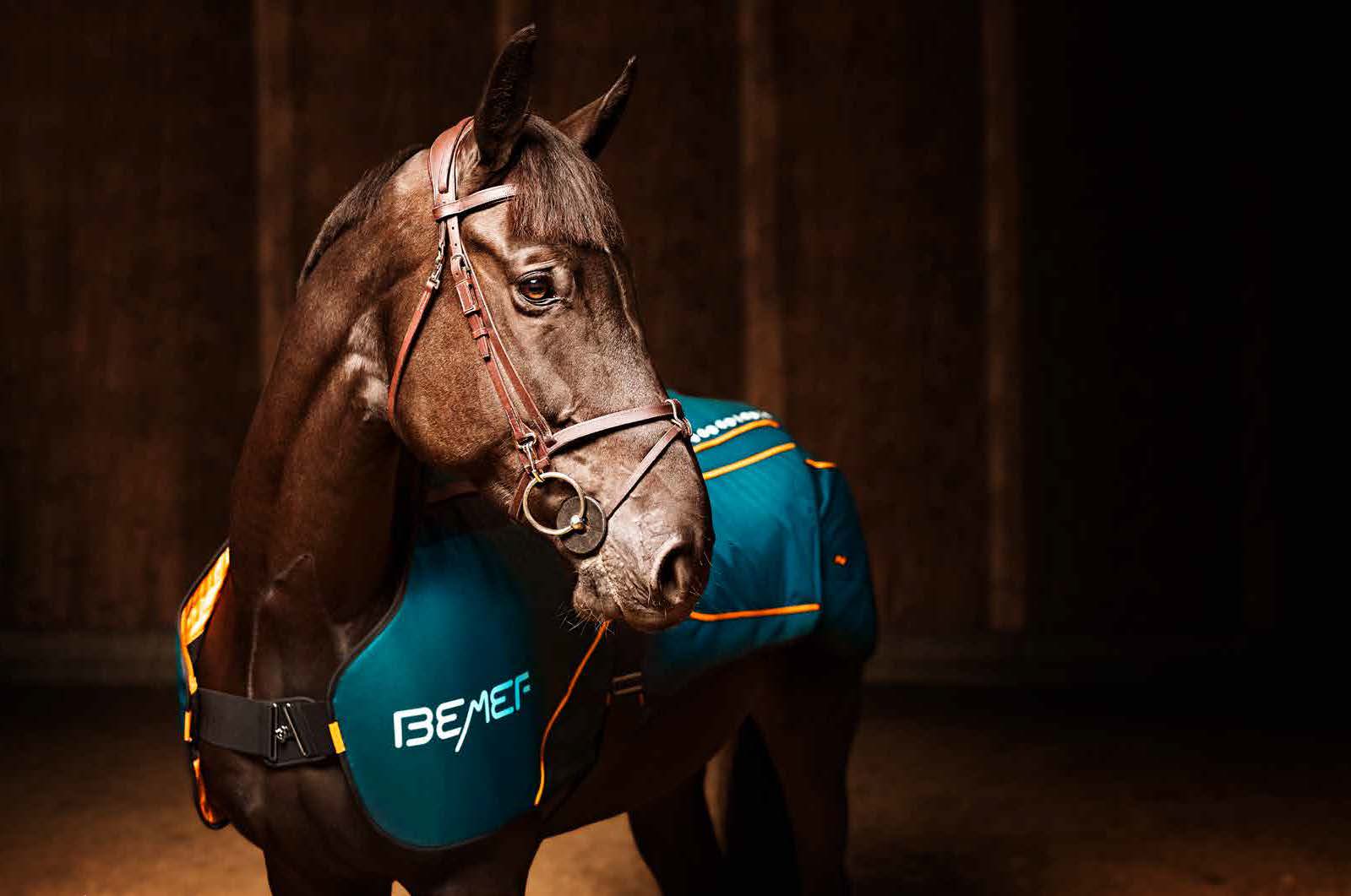 BEMER equine sports therapy