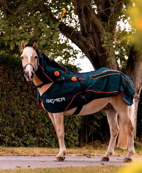 BEMER equine rehabilitation